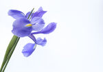 花草