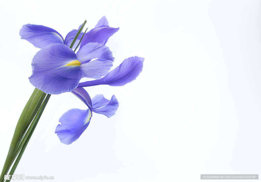 花草