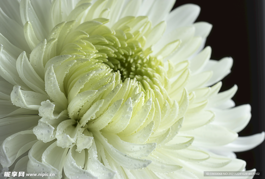 花草