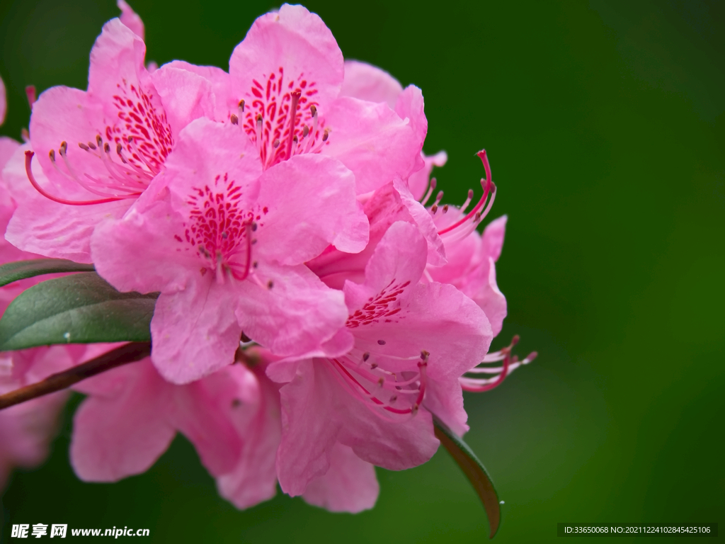 花草