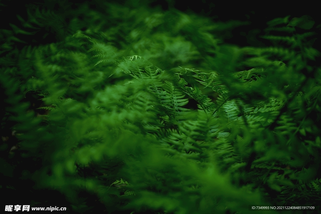 植物