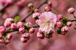 春花