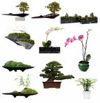 花朵盆栽