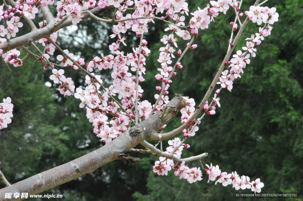 山桃花 