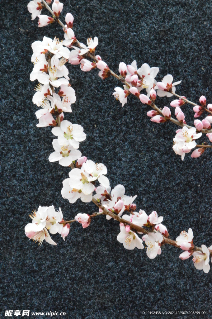 山桃花
