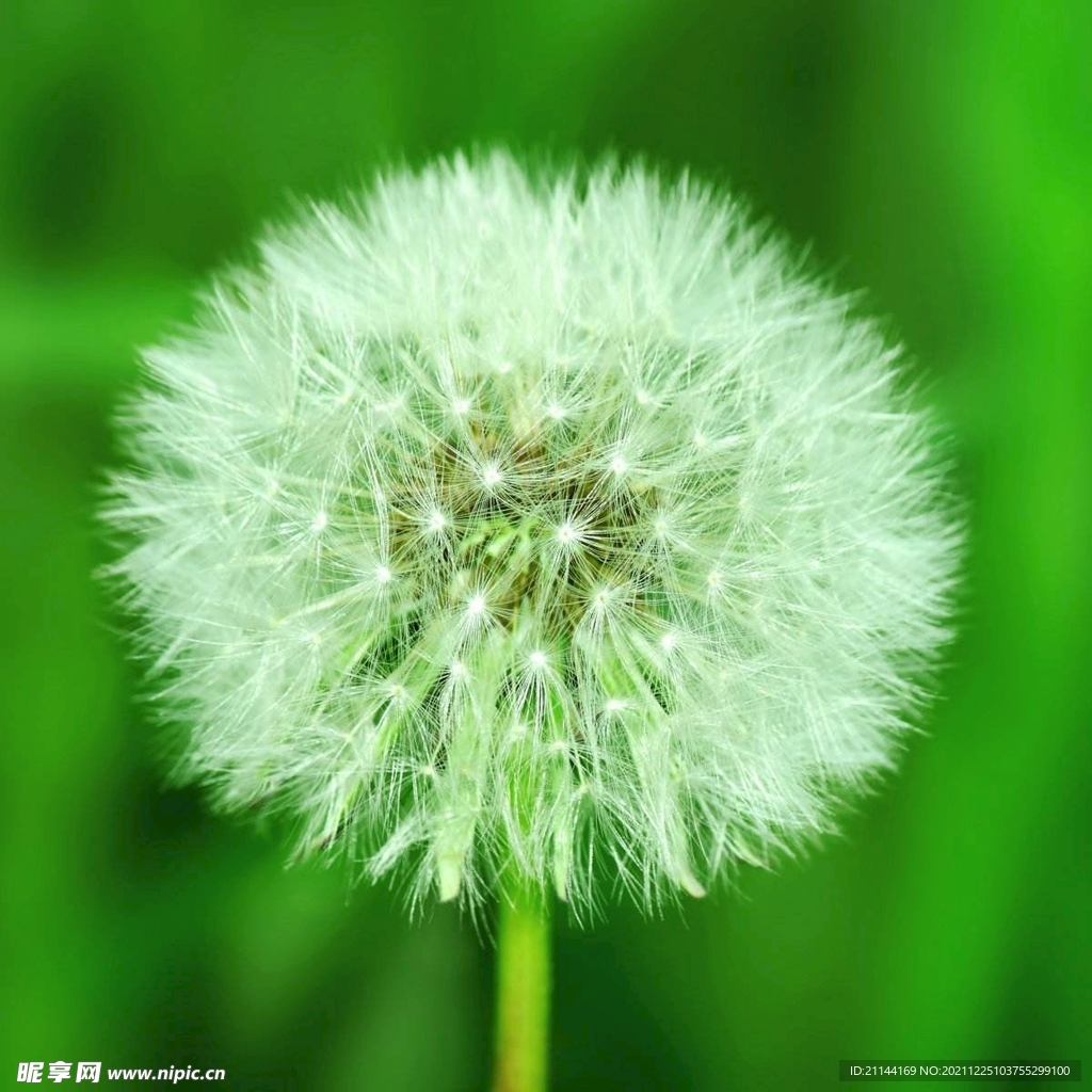 蒲公英