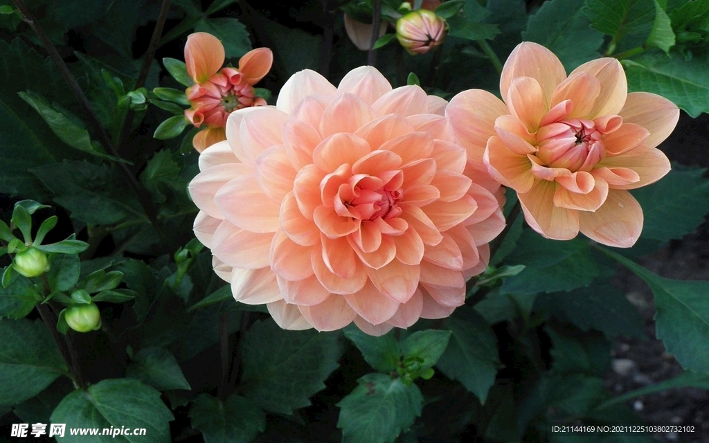 鲜花