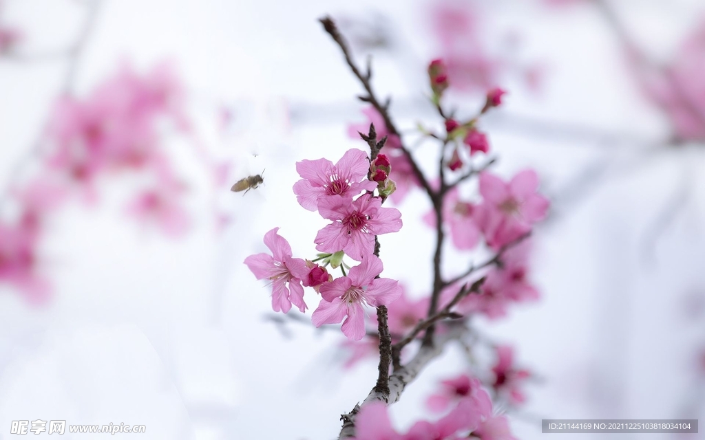 桃花