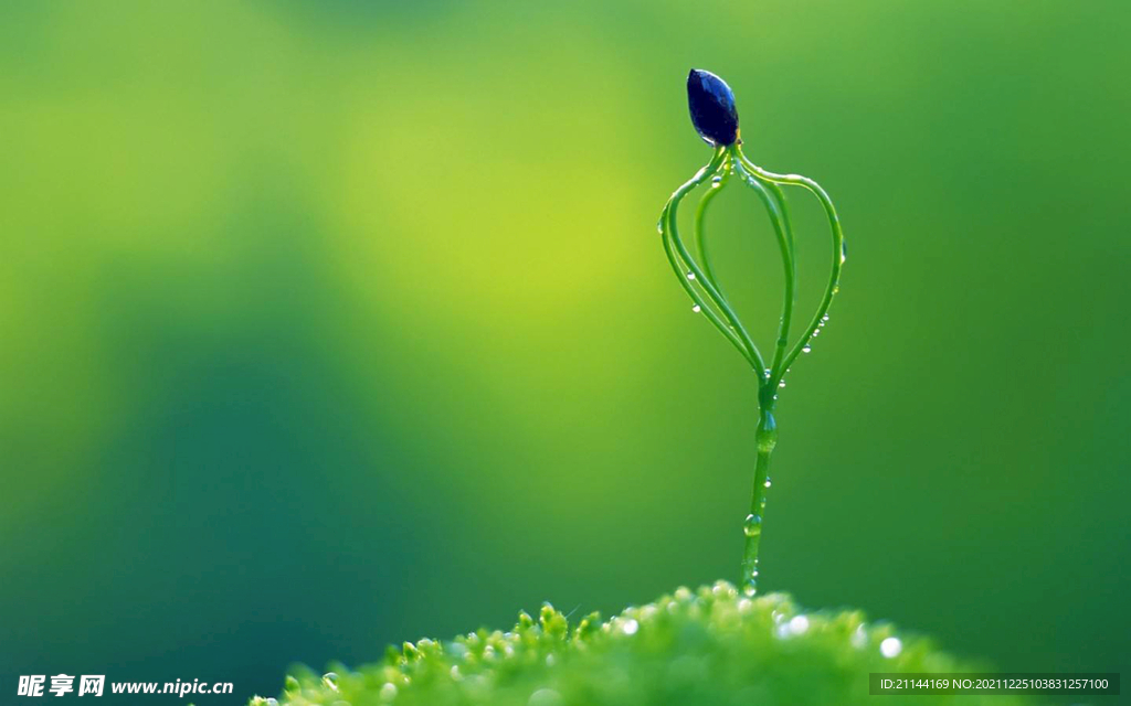 草