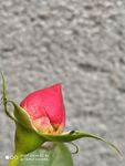 花苞