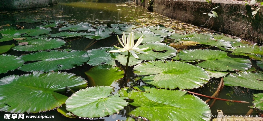水塘中的荷花