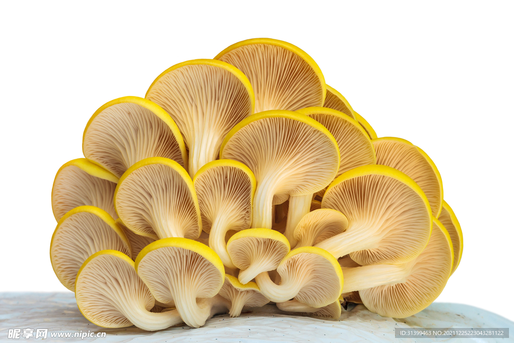 食用蘑菇