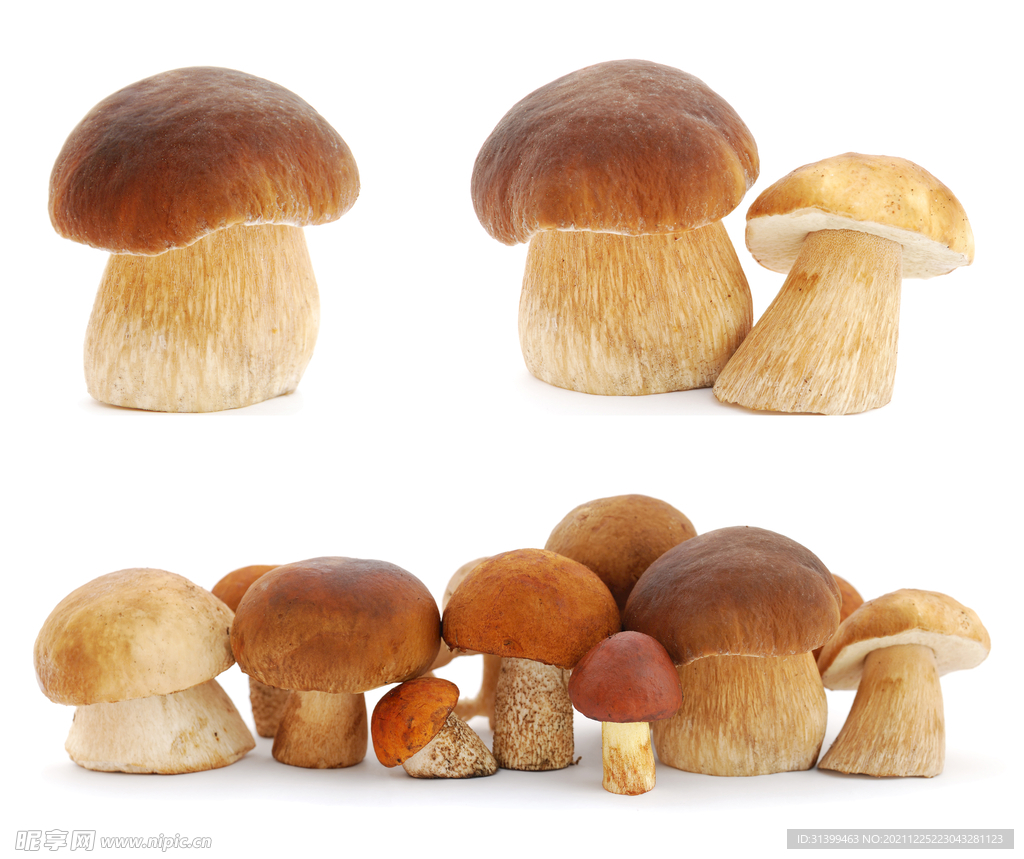 食用蘑菇