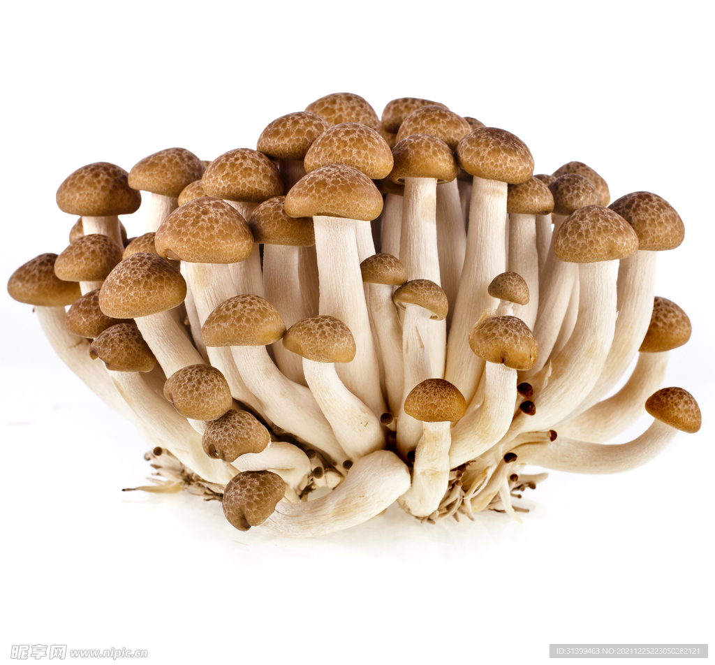 食用蘑菇