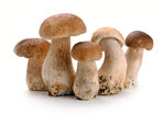 食用蘑菇
