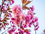 花草