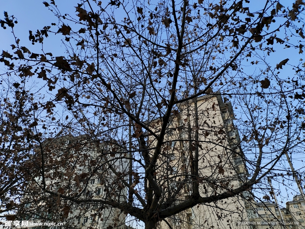 树