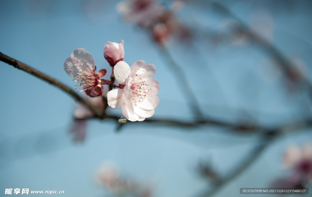 梅花特写