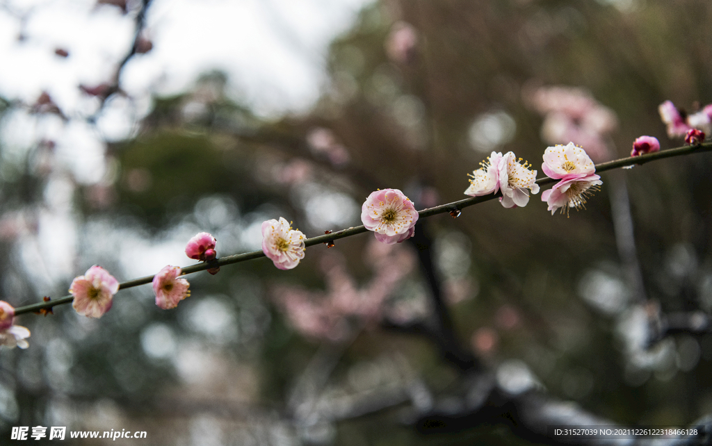 梅花