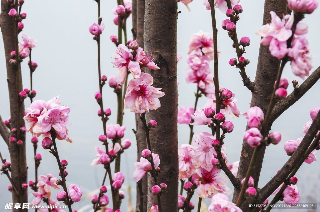 梅花