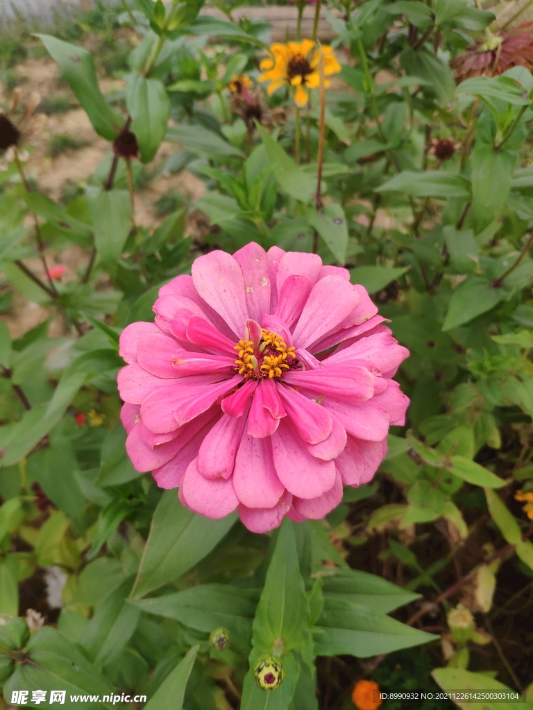 百日菊 