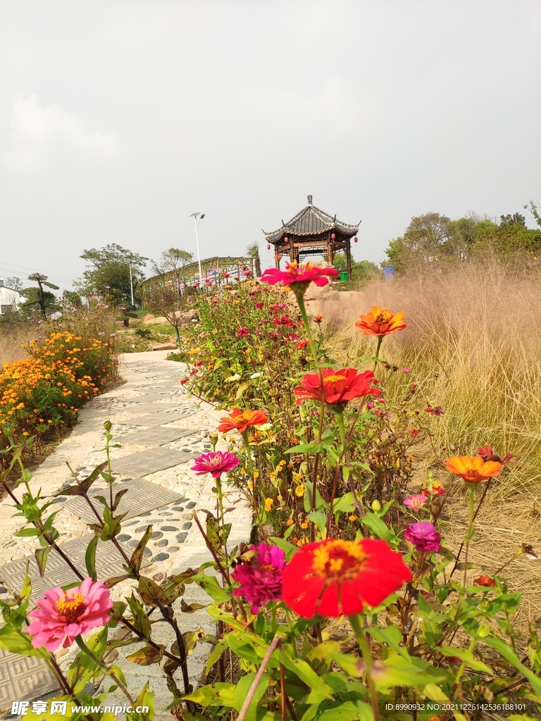 百日菊