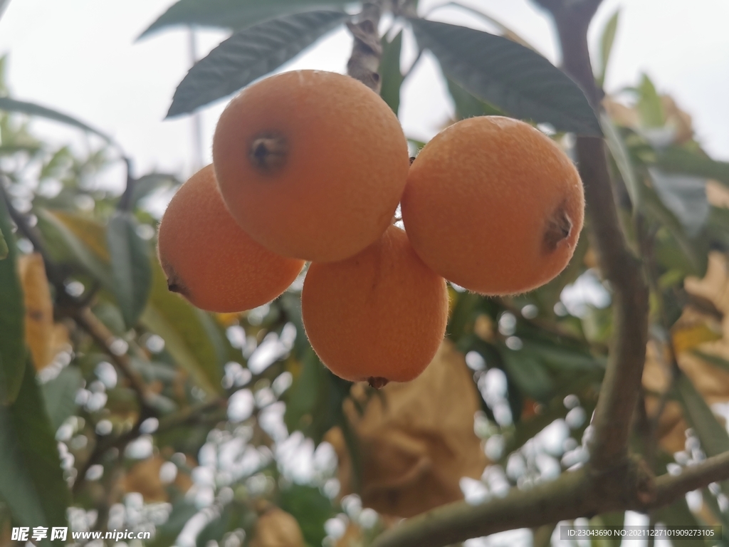 枇杷