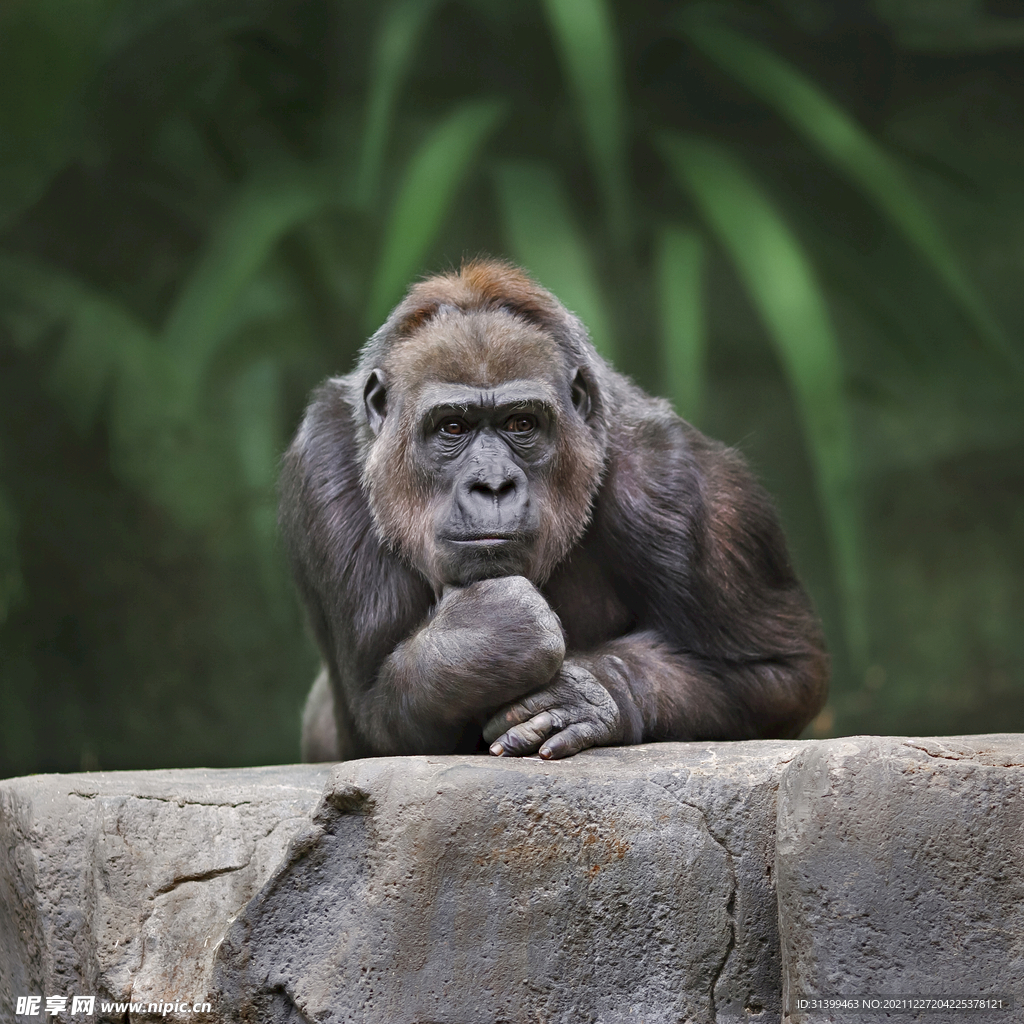 黑猩猩 库存照片. 图片 包括有 姿势, 猴子, 现有量, 孤独, 人力, 敌意, 哺乳动物, 聚会所, 单独的 - 23265968