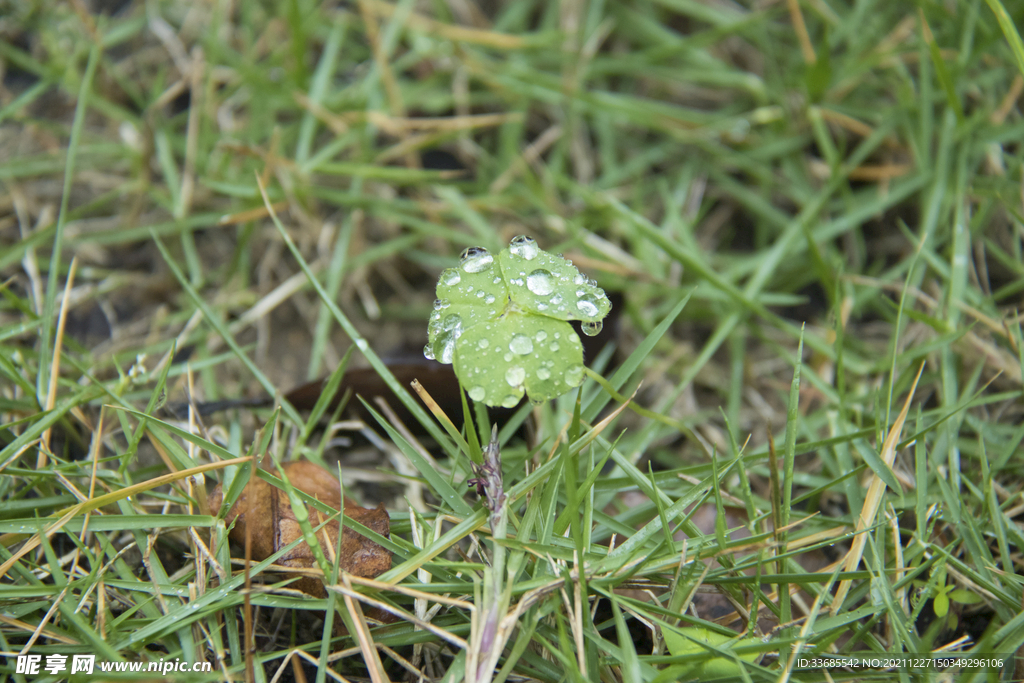 花草