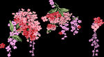 花朵免扣图片