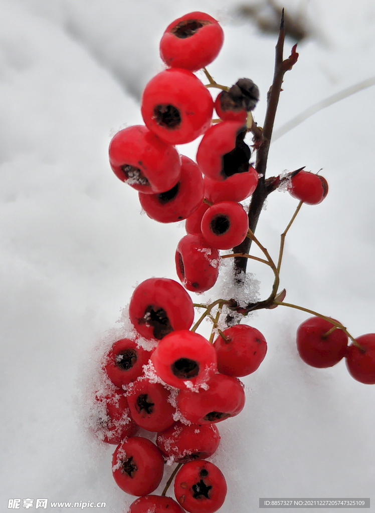 雪