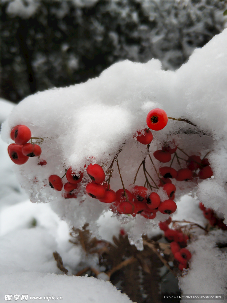 雪