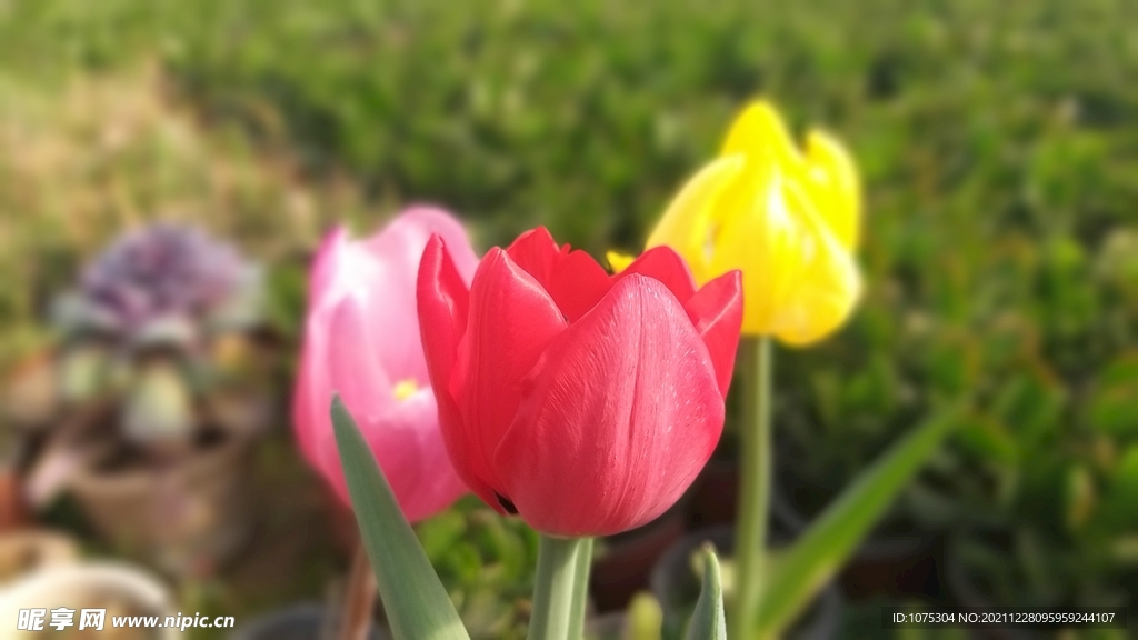 郁金香花卉