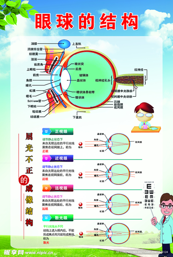 眼球的结构