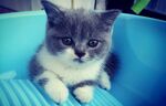 蓝猫小时候