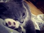 小猫咪