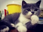 吃手小蓝猫