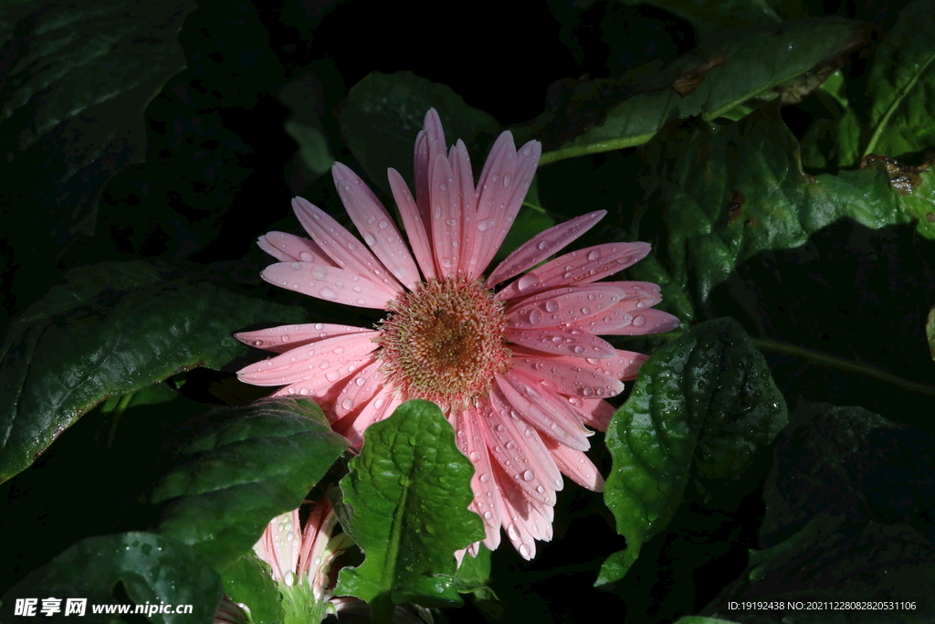 非洲菊