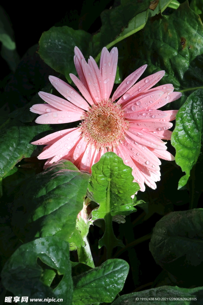 非洲菊 