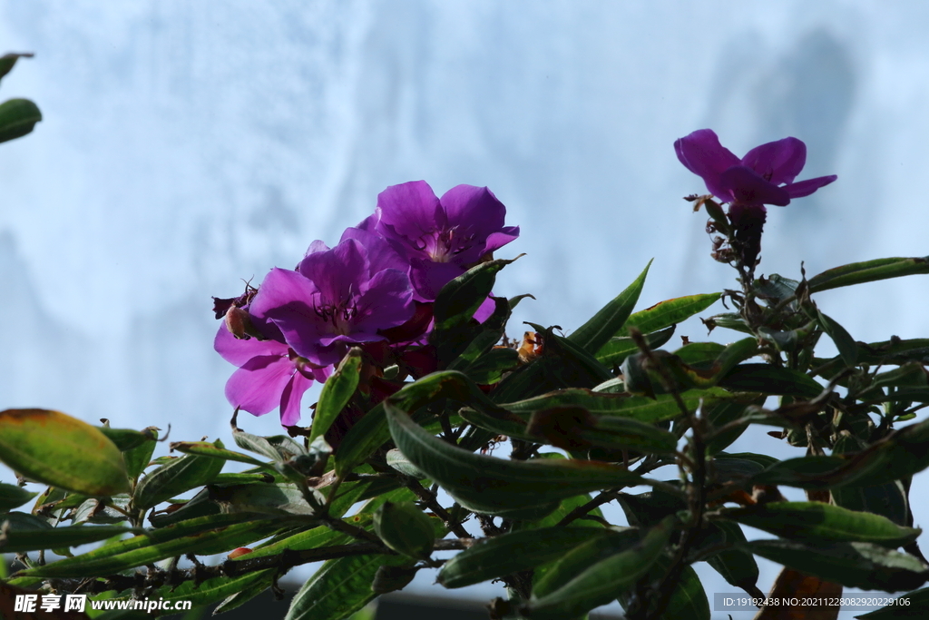 温室花草风景