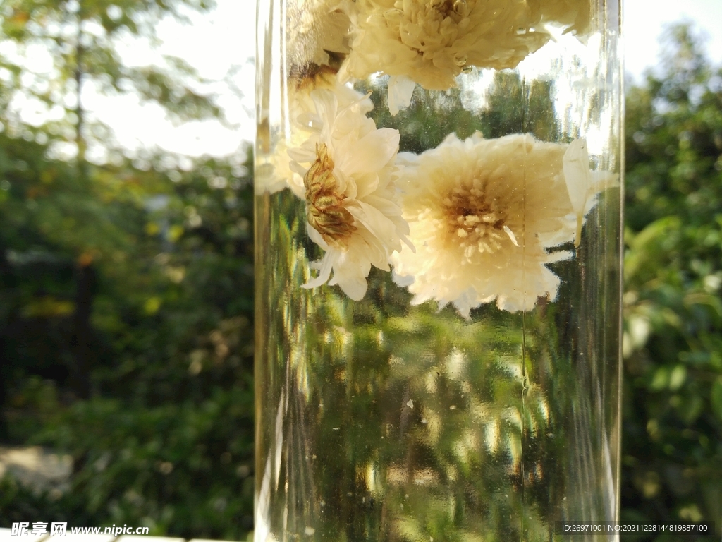 贡菊