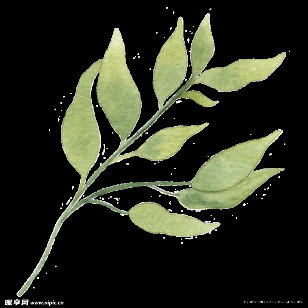 水彩树叶树枝 