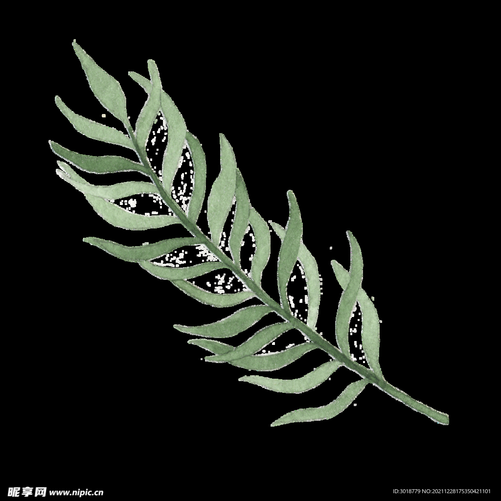 水彩树叶树枝