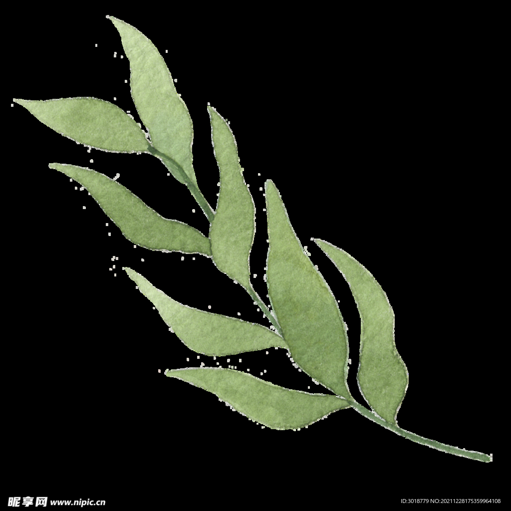 水彩树叶树枝 