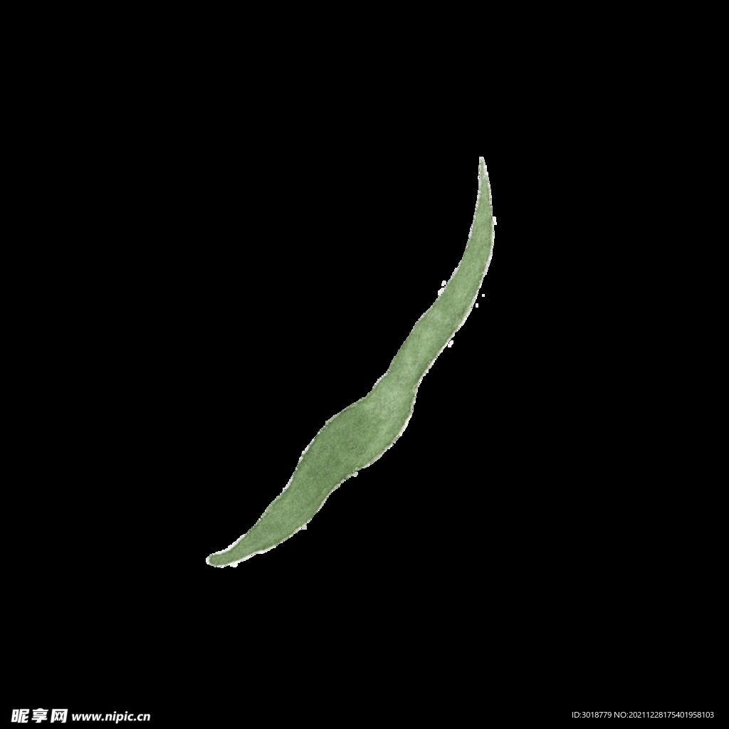 水彩树叶树枝 