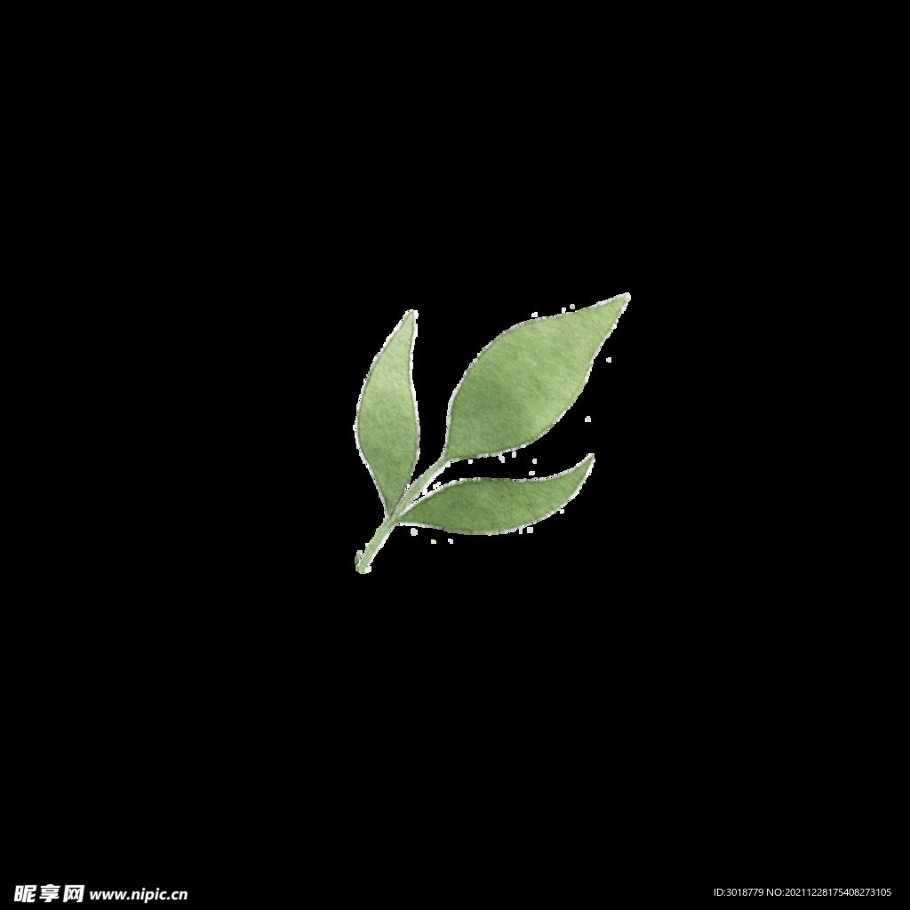 水彩树叶树枝 