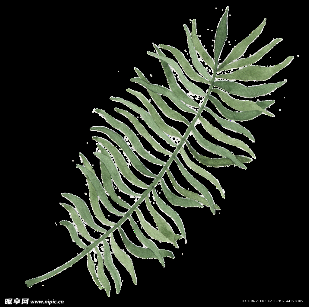 水彩树叶树枝