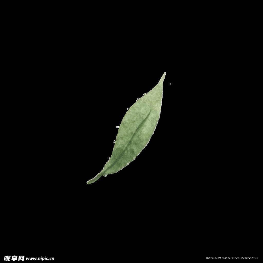 水彩树叶树枝 