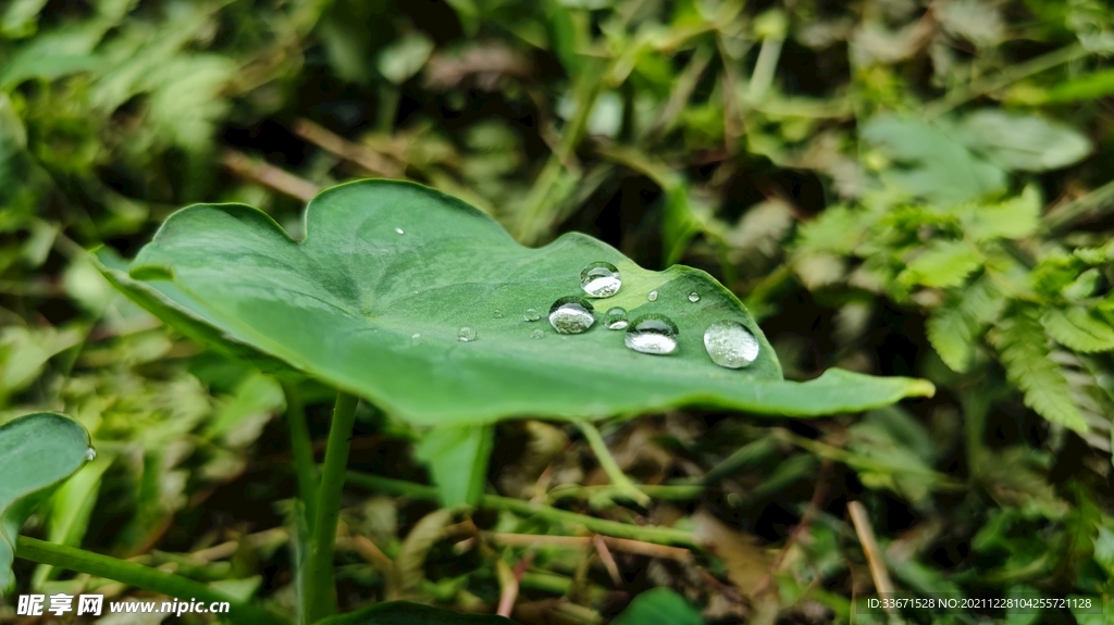 叶子上的水珠