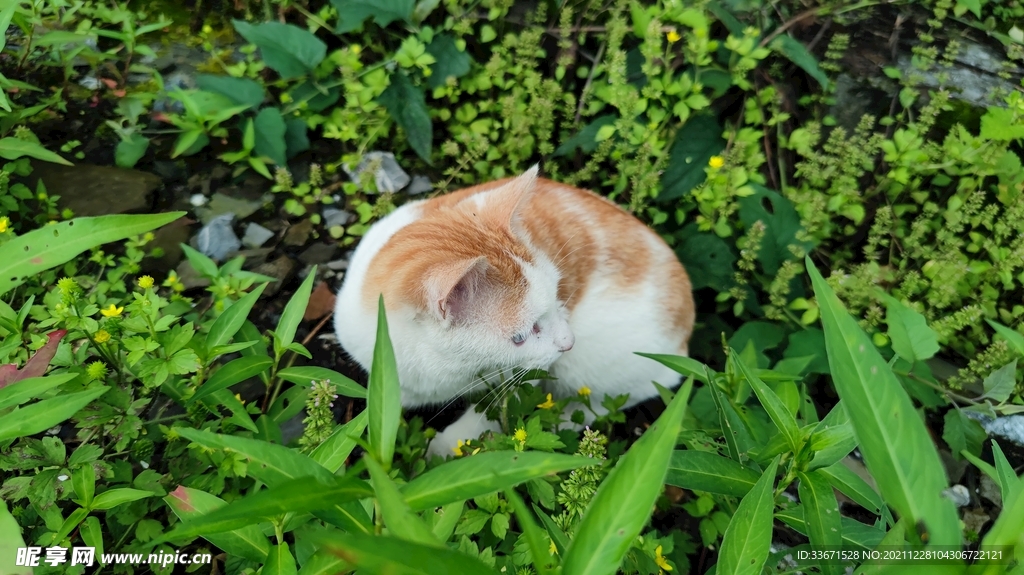 猫